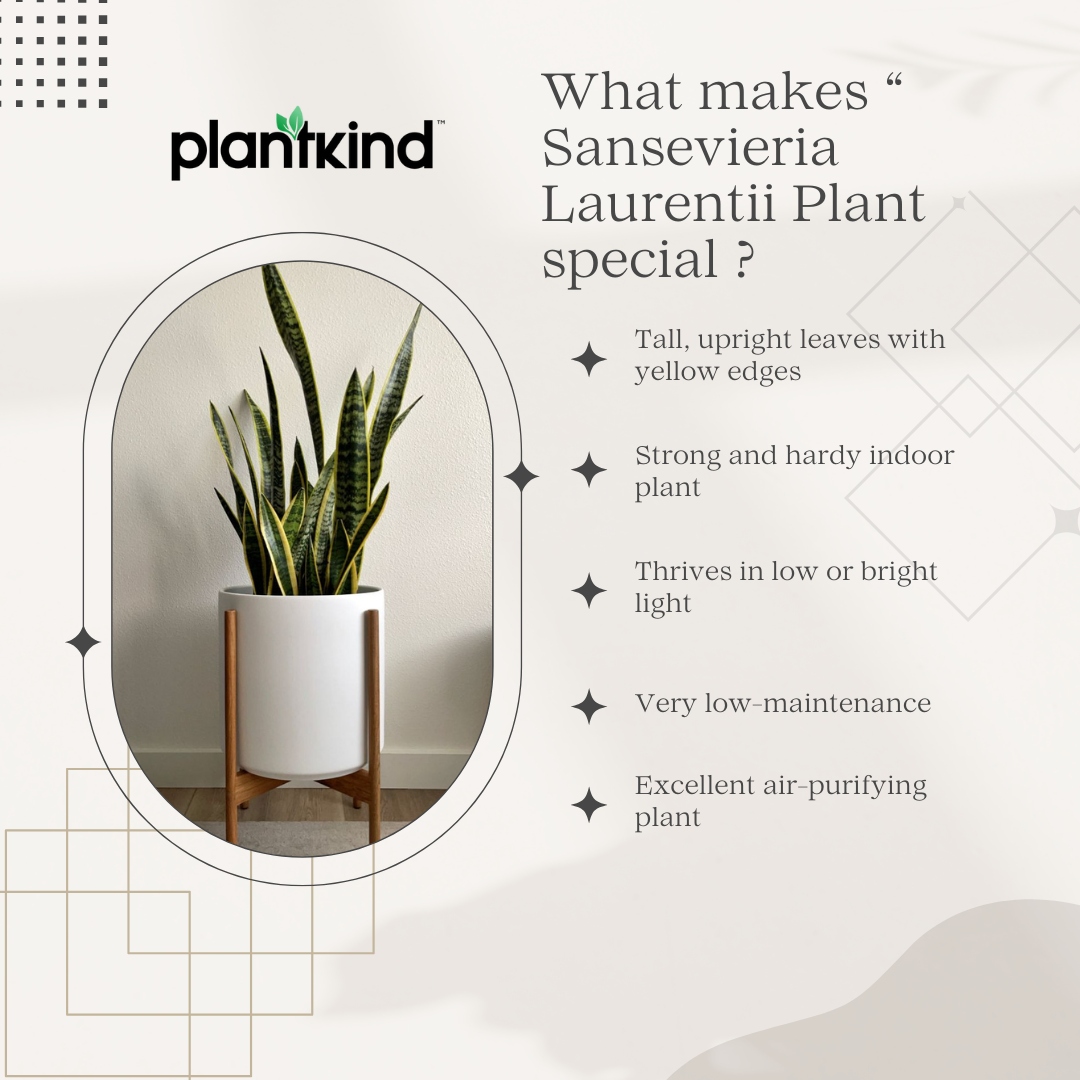 Sansevieria Laurentii Plant - XL Live Plant