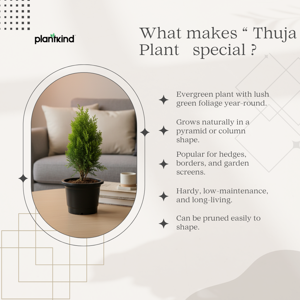 Thuja Plant  | Air Purifying Plant | Evergreen Plant | 1 Live Plant | Medium