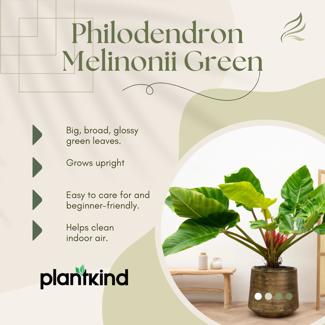 Philodendron Melinonii Green  Plant | Indoor Plant | Pack Of 1