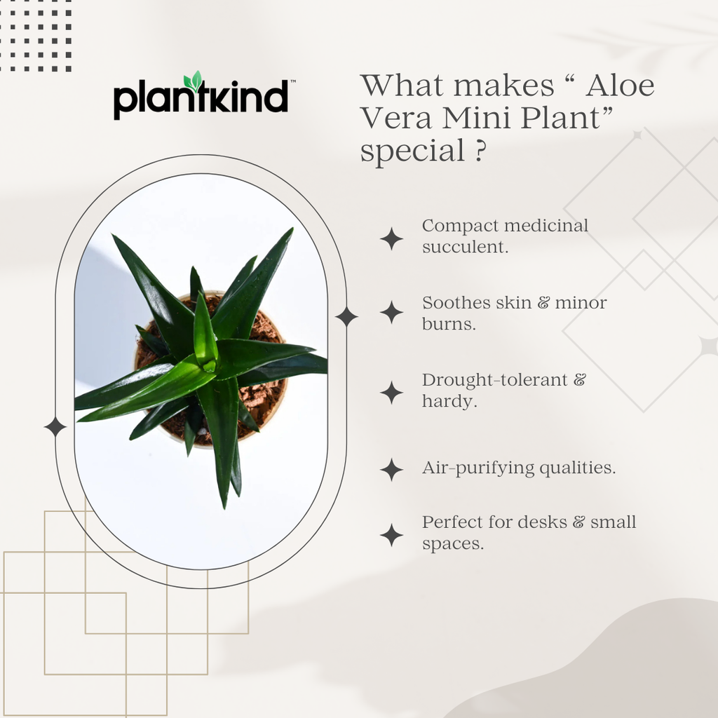 Aloe Vera Mini Plant | Medicinal ANd Ariomatic Plants | 1 Live Plant