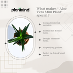 Aloe Vera Mini Plant | Medicinal ANd Ariomatic Plants | 1 Live Plant