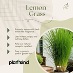 Lemon Grass | Evergreen perennial herb | Pack of 1