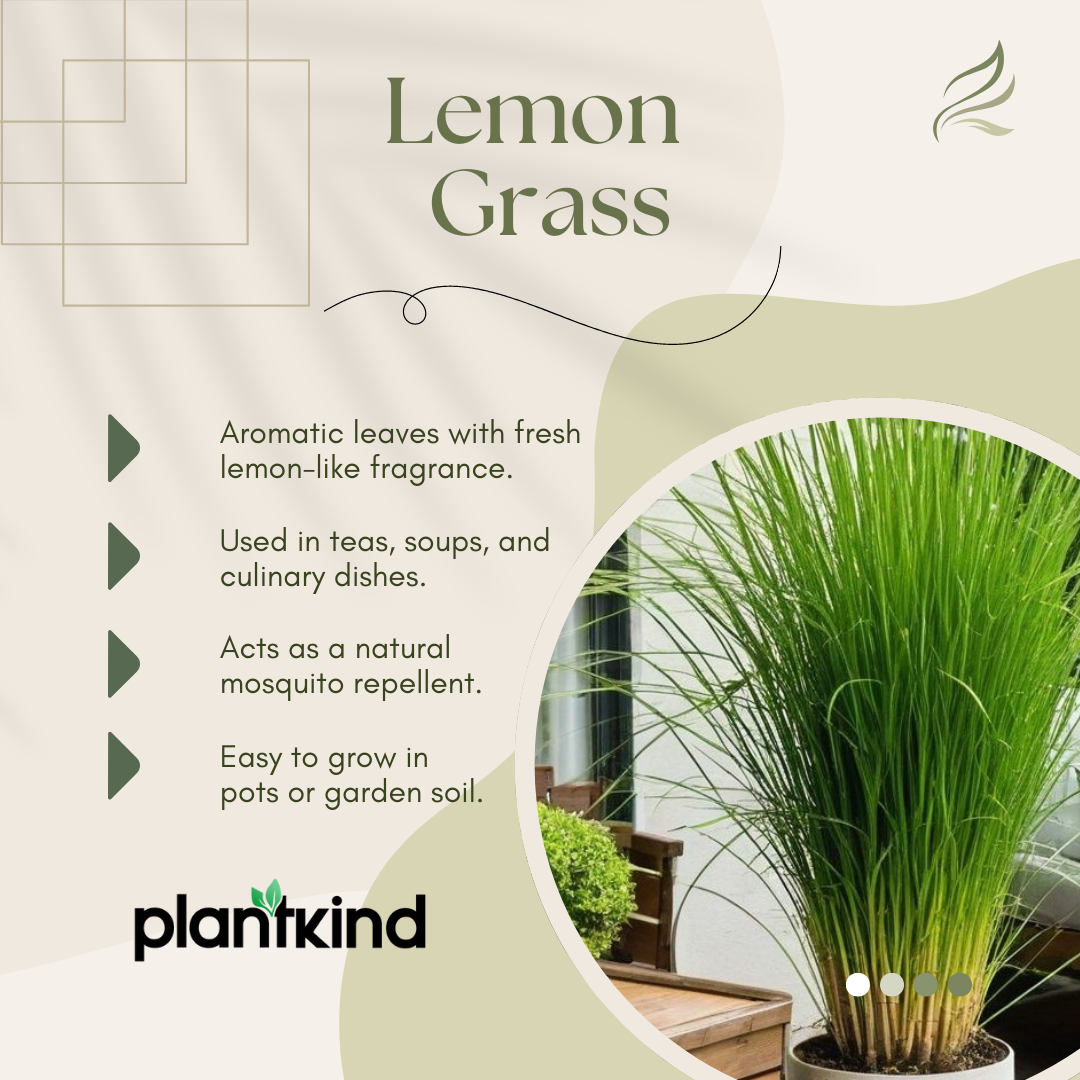 Lemon Grass | Evergreen perennial herb | Pack of 1