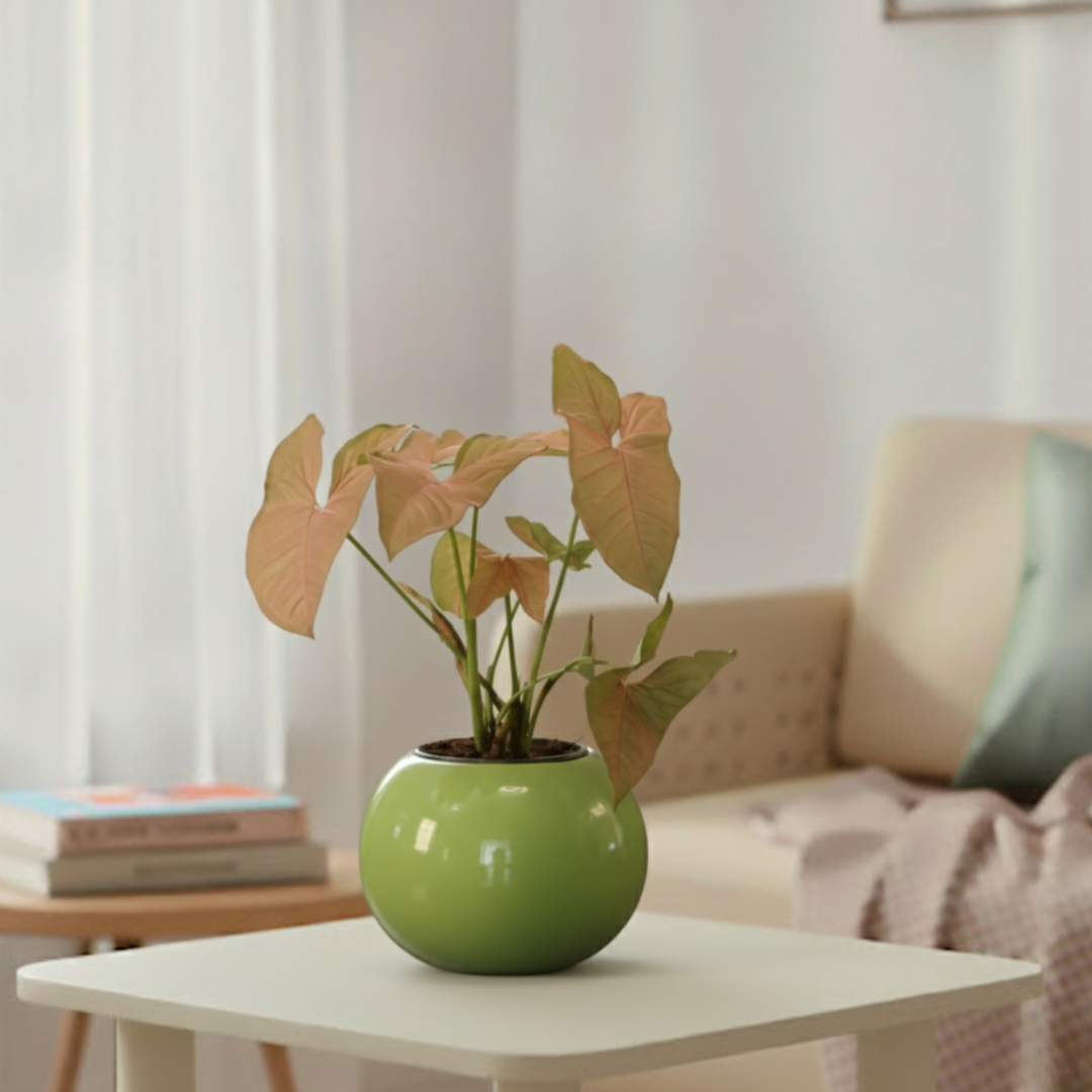 Syngonium Pink Plant | Indoor Ornamental Plant | 1 Live Plant | Small