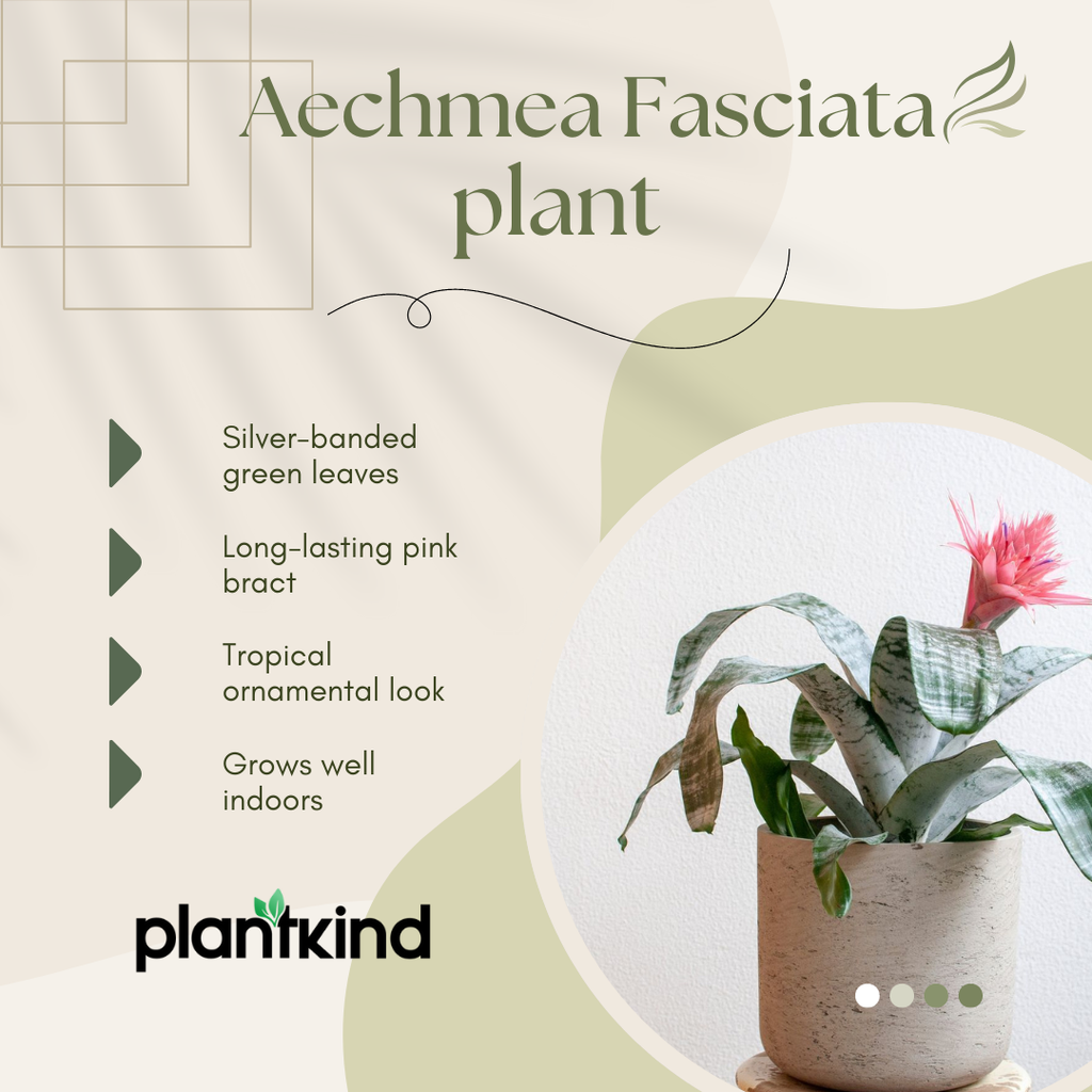 Aechmea Fasciata Plant | Air purifying Plants | Indoor Plant | Pack of 1