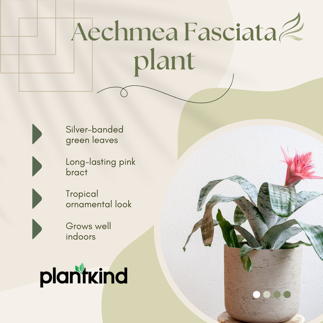 Aechmea Fasciata Plant | Air purifying Plants | Indoor Plant | Pack of 1