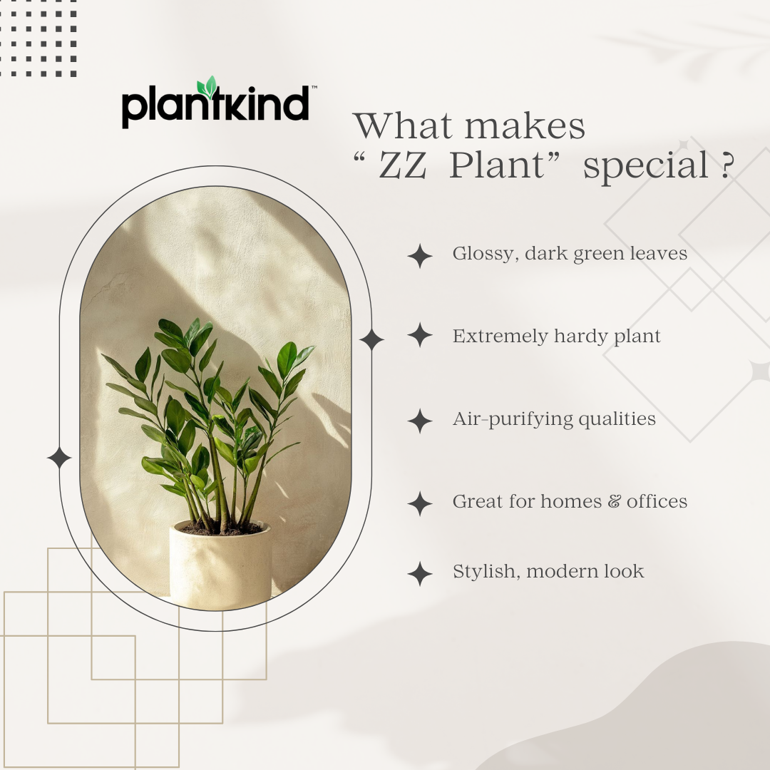 ZZ Plant | Zamioculcas zamiifolia | Fortune Plant| Indoor Plant | 1 Live Plant with Grow Pot| XL