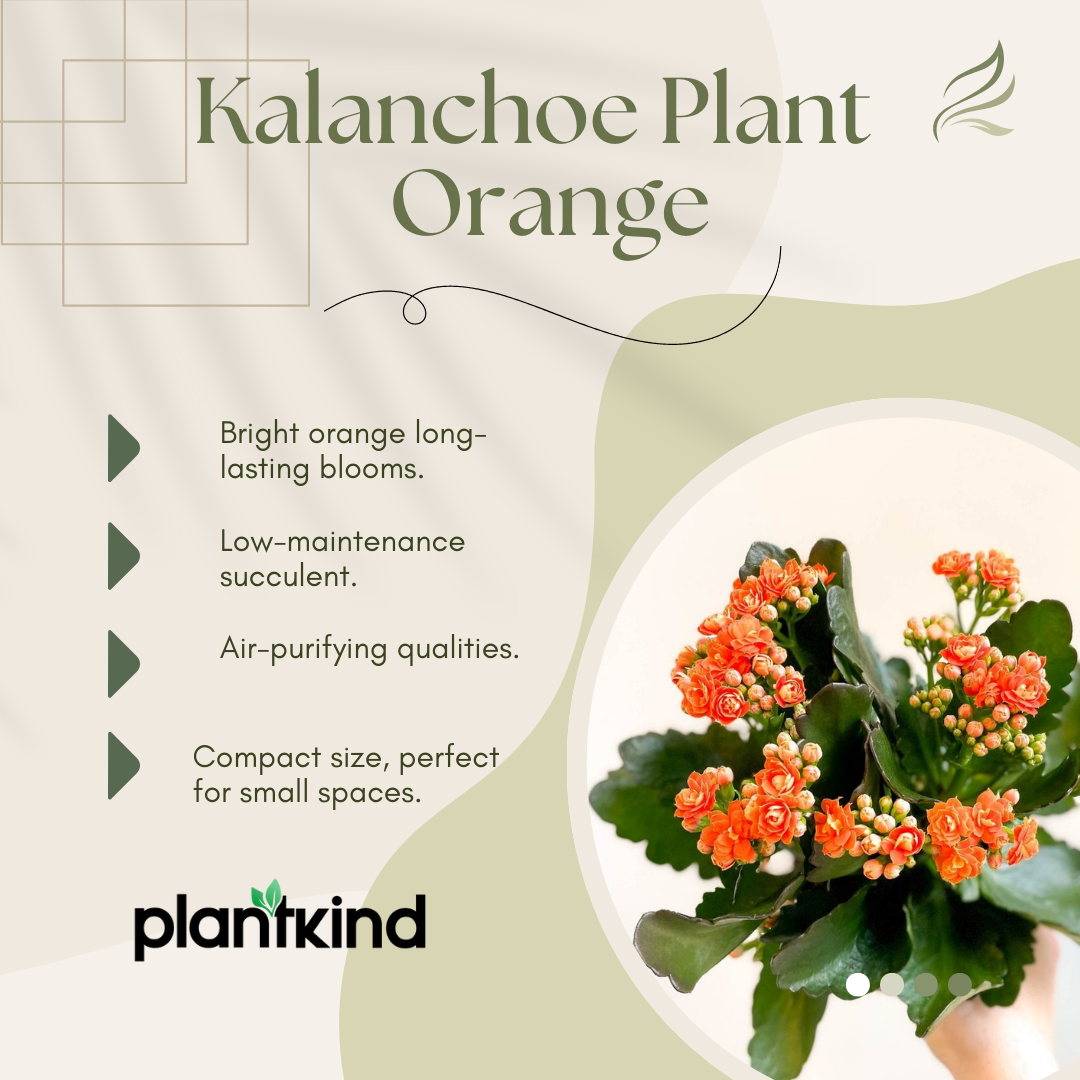 Kalanchoe Plant - Orange