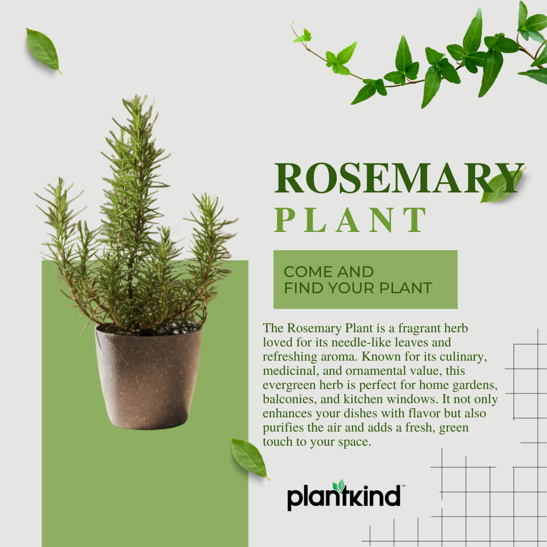Rosemary Plant | Herb Plant |Medicinal And Aromatic Plant | 1 Live Plant | Small