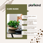 Peperomia Green | Air purifying Plant | Indoor plant | 1 Live Plant | Small