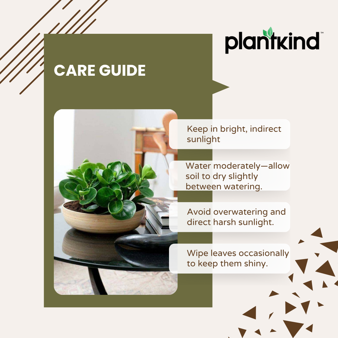 Peperomia Green | Air purifying Plant | Indoor plant | 1 Live Plant | Small