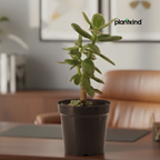 Crassula Ovata Plant | Succulent Plant | Indoor Plant | 1 Live Plant