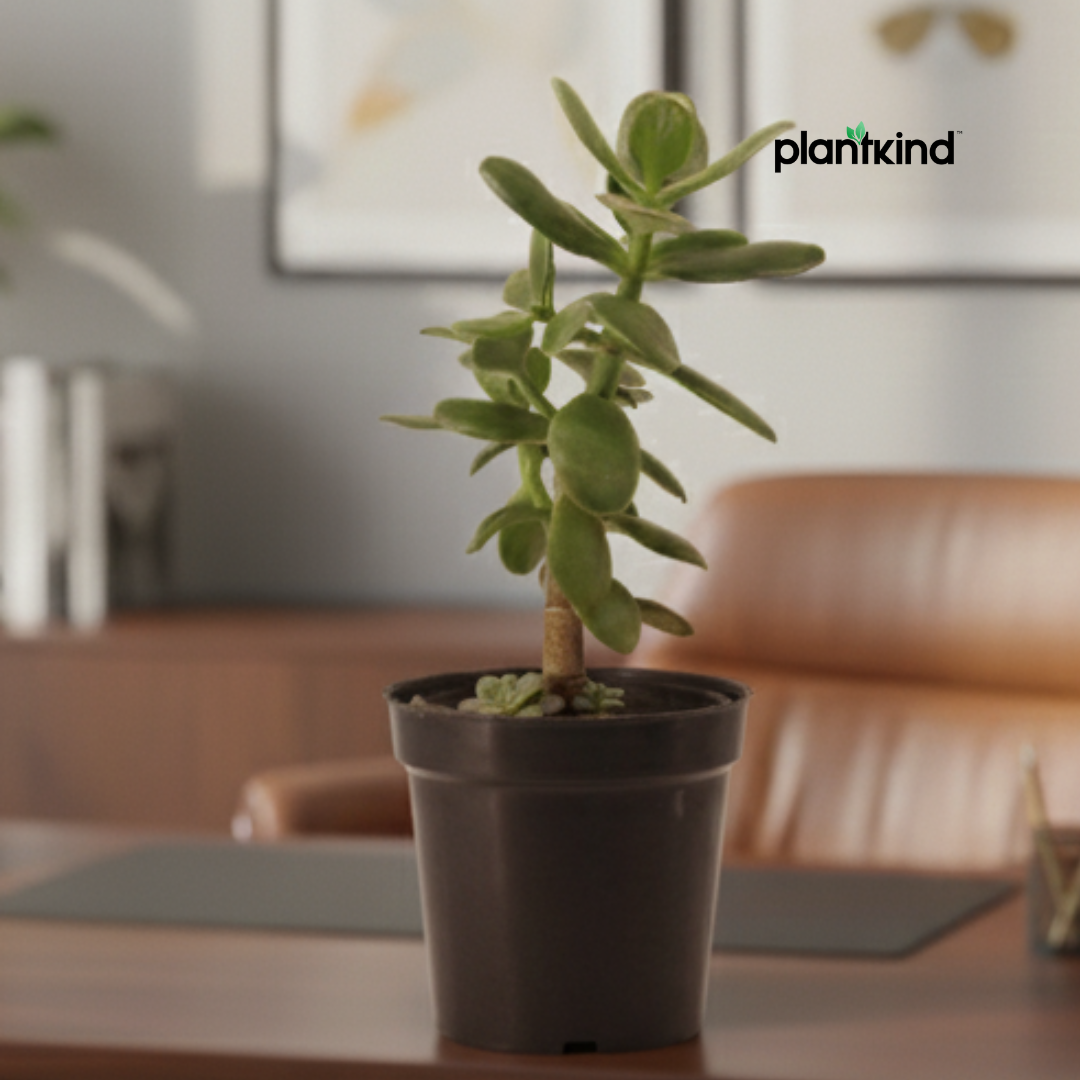 Crassula Ovata Plant | Succulent Plant | Indoor Plant | 1 Live Plant