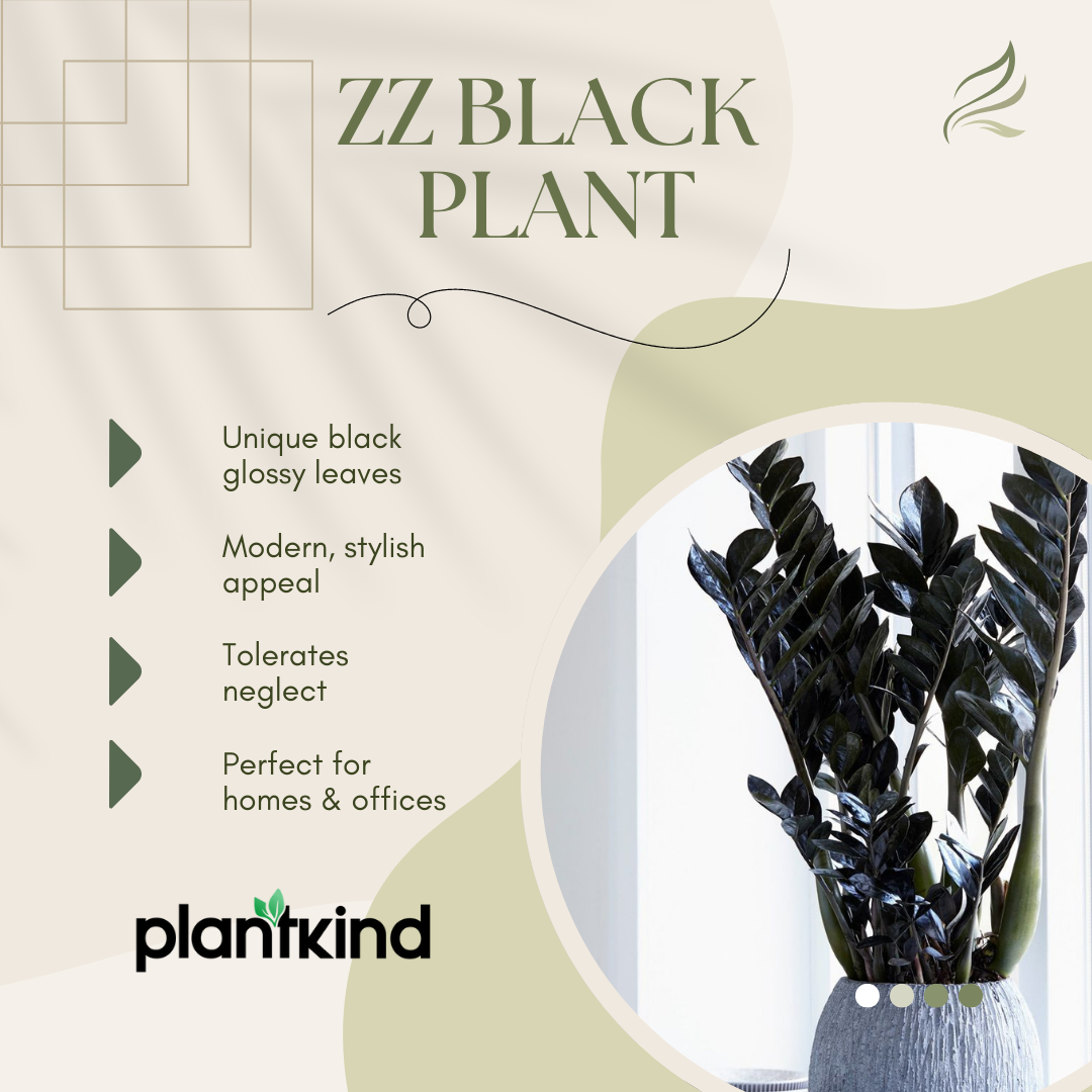 ZZ Black Plant | Zamioculcas zamiifolia ‘Raven’ | Raven ZZ Plant| Indoor Plant | Pack Of 1