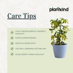 Dwarf Umbrella Tree | Indoor Plant |Low-Maintenance Plant | 1 Live Plant | Medium