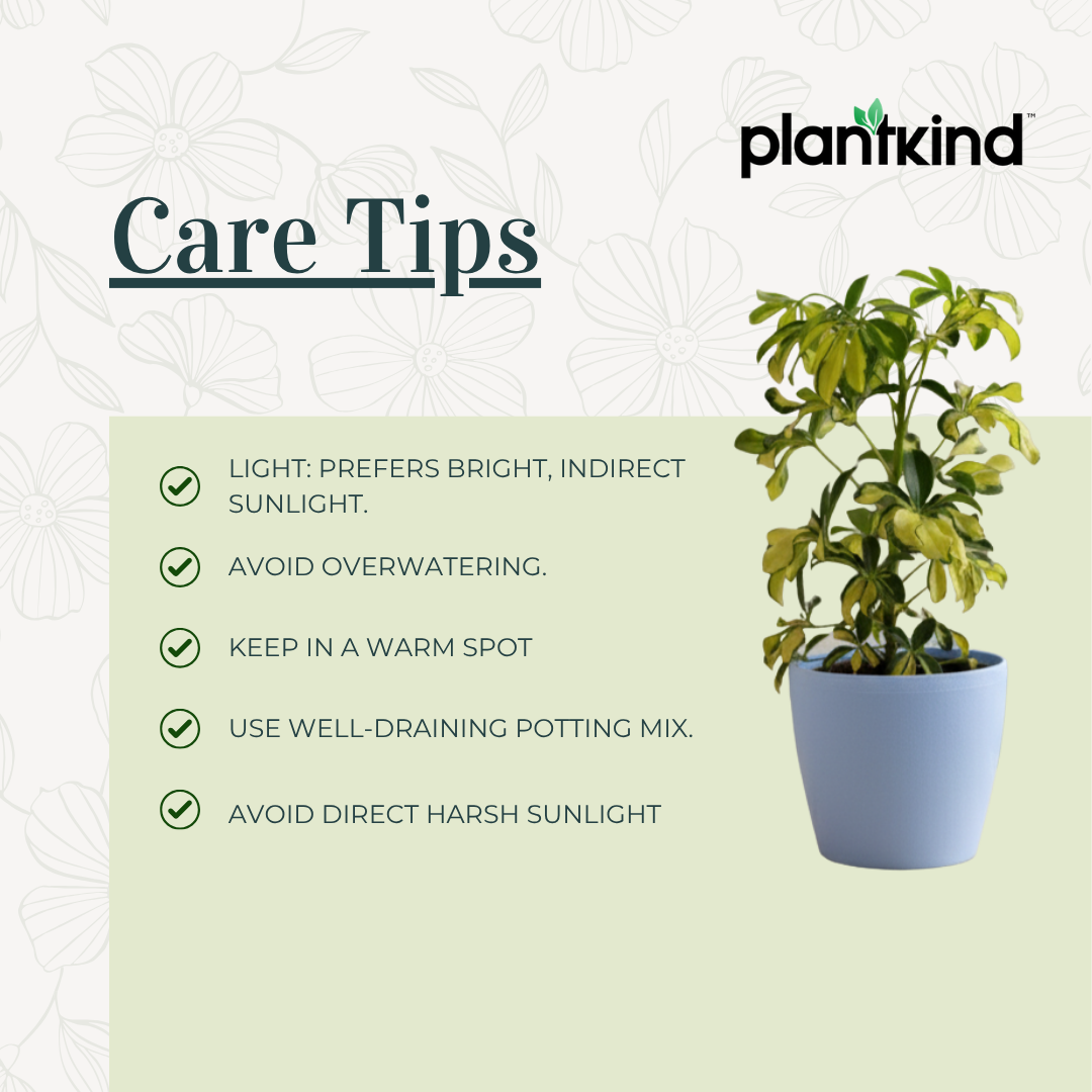 Dwarf Umbrella Tree | Indoor Plant |Low-Maintenance Plant | 1 Live Plant | Medium