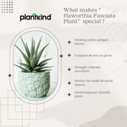 Haworthia Fasciata Plant | Succulent Plant | Indoor Plant | 1 Live Plant