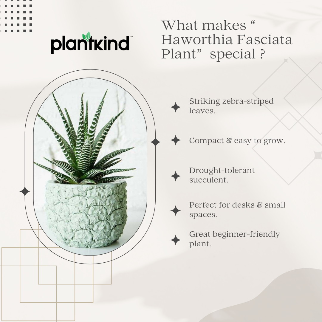 Haworthia Fasciata Plant | Succulent Plant | Indoor Plant | 1 Live Plant