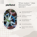 Aloe Blizzard Plant | Succulent Plant | Indoor Plant | 1 Live Plant