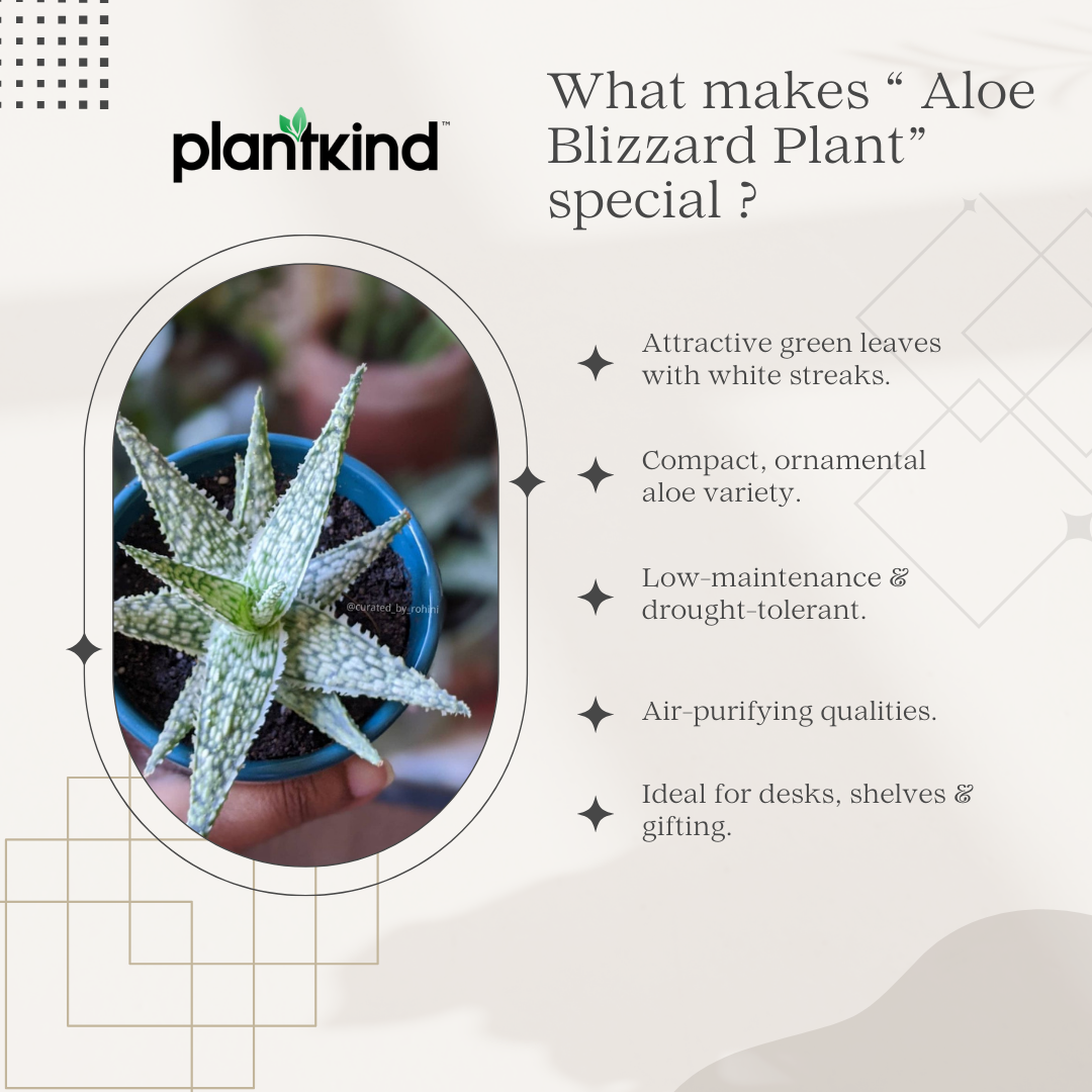 Aloe Blizzard Plant | Succulent Plant | Indoor Plant | 1 Live Plant