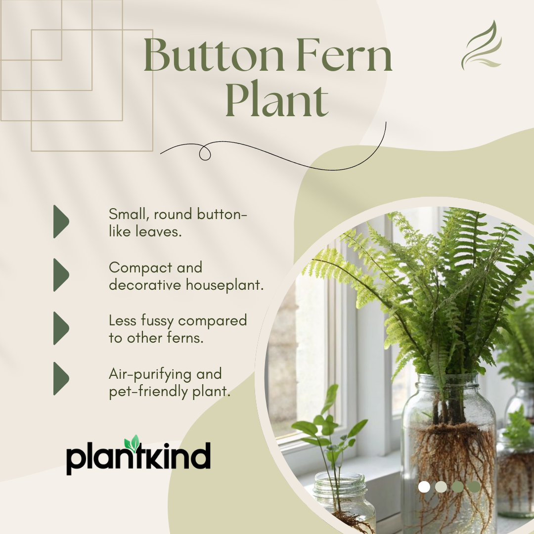 Button Fern Plant | Fern Plant | Indoor Plant | Pack of 1 | Medium