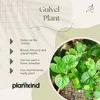 Gulvel Plant | Medicinal And Aromatic Plant |Immunity Booster |1 Live Plant