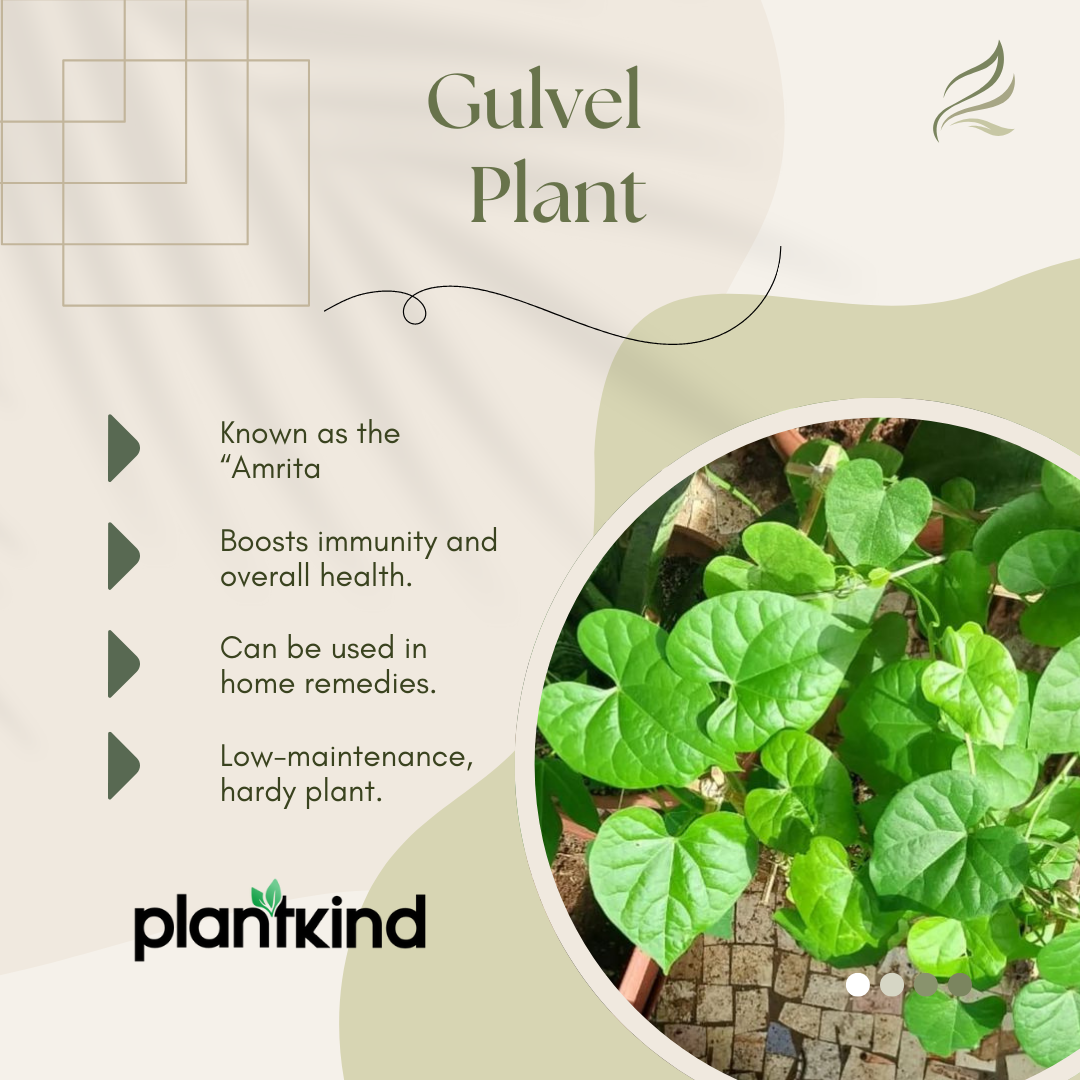 Gulvel Plant | Medicinal And Aromatic Plant |Immunity Booster |1 Live Plant
