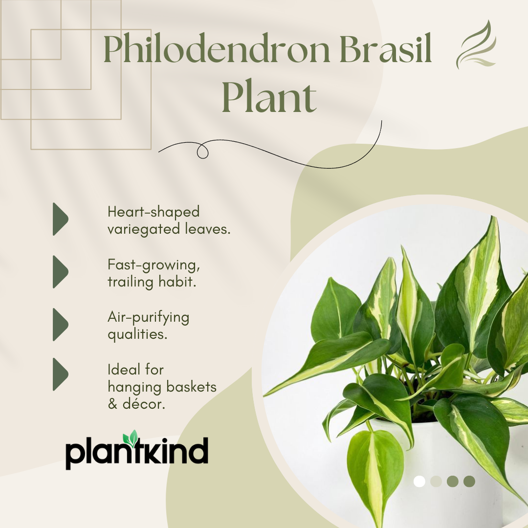 Philodendron Brasil Plant | Air Purifying Plant | 1 Live Plant