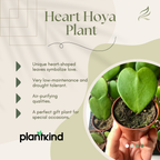 Heart Hoya Plant | Succulent Plant | Indoor Ornamental Plant | 1 Live Plant