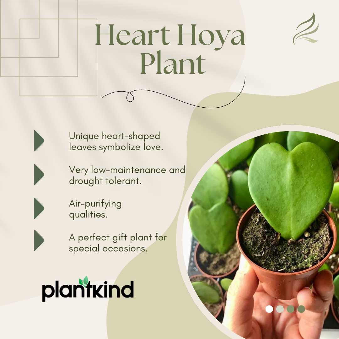 Heart Hoya Plant | Succulent Plant | Indoor Ornamental Plant | 1 Live Plant