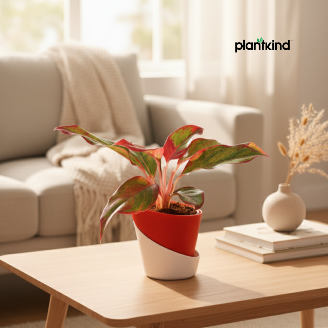 Aglaonema Lipstick Plant| Indoor Plants| 1 Live Plant