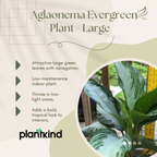 Aglaonema Evergreen Plant - Large
