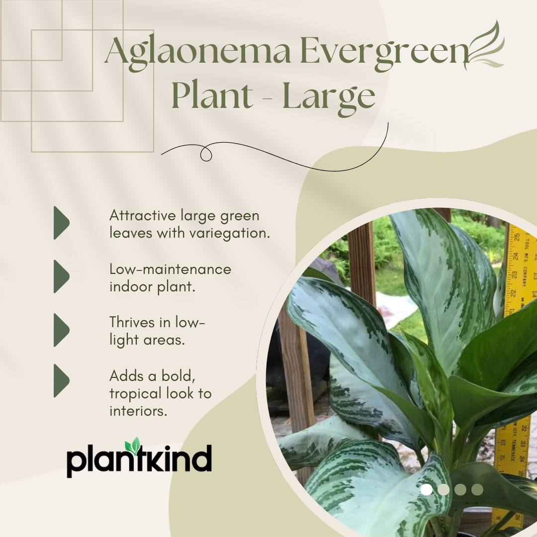 Aglaonema Evergreen Plant - Large