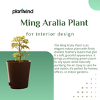 Ming Aralia Plant | Indoor Plant | 1 Live Plant | Small