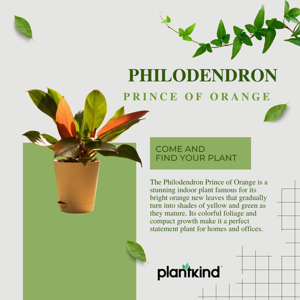 Philodendron Prince of Orange Plant |  Indoor Plant | Ornamental Plant | 1 Live Plant | Medium
