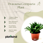 Dracaena Compacta Plant | Indoor Ornamental Plant | 1 Live Plant