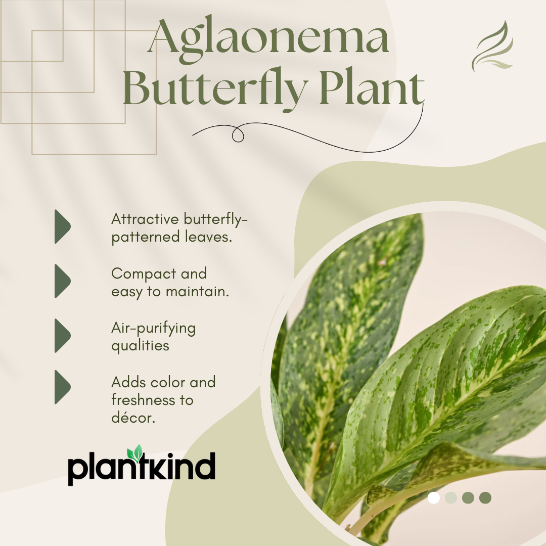 aglaonema butterfly green Aglaonema Butterfly Plant | Indoor Plant | 1 Live Plant