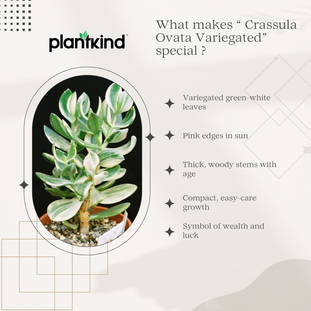 Crassula Ovata Variegated | Indoor Plant | 1 Live Plant