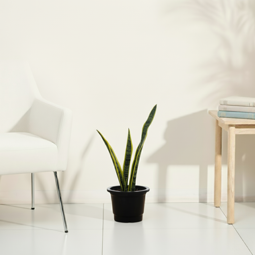 Snake Plant - Futura Superba | Air Purifying Plant | Indoor Plant | 1 Live Plant