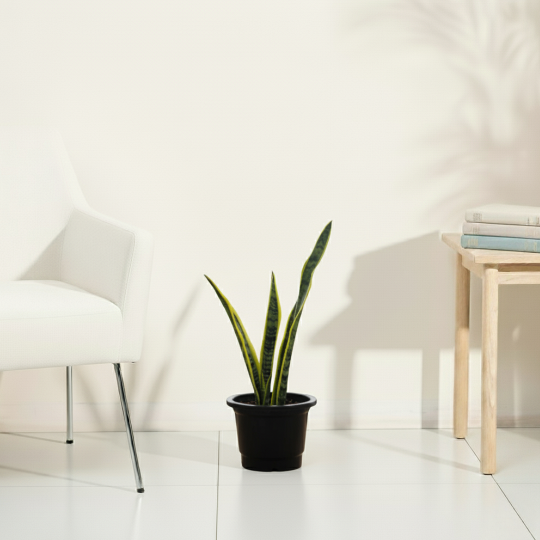 Snake Plant - Futura Superba | Air Purifying Plant | Indoor Plant | 1 Live Plant