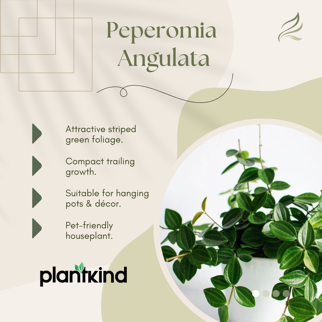 Peperomia Angulata Plant | Low Light Plants | 1 Live Plant