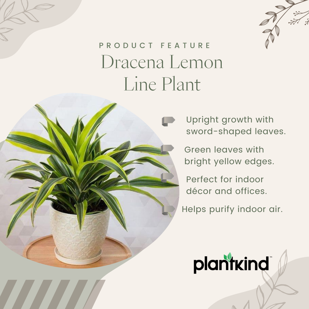 Dracena Lemon Line Plant - Large