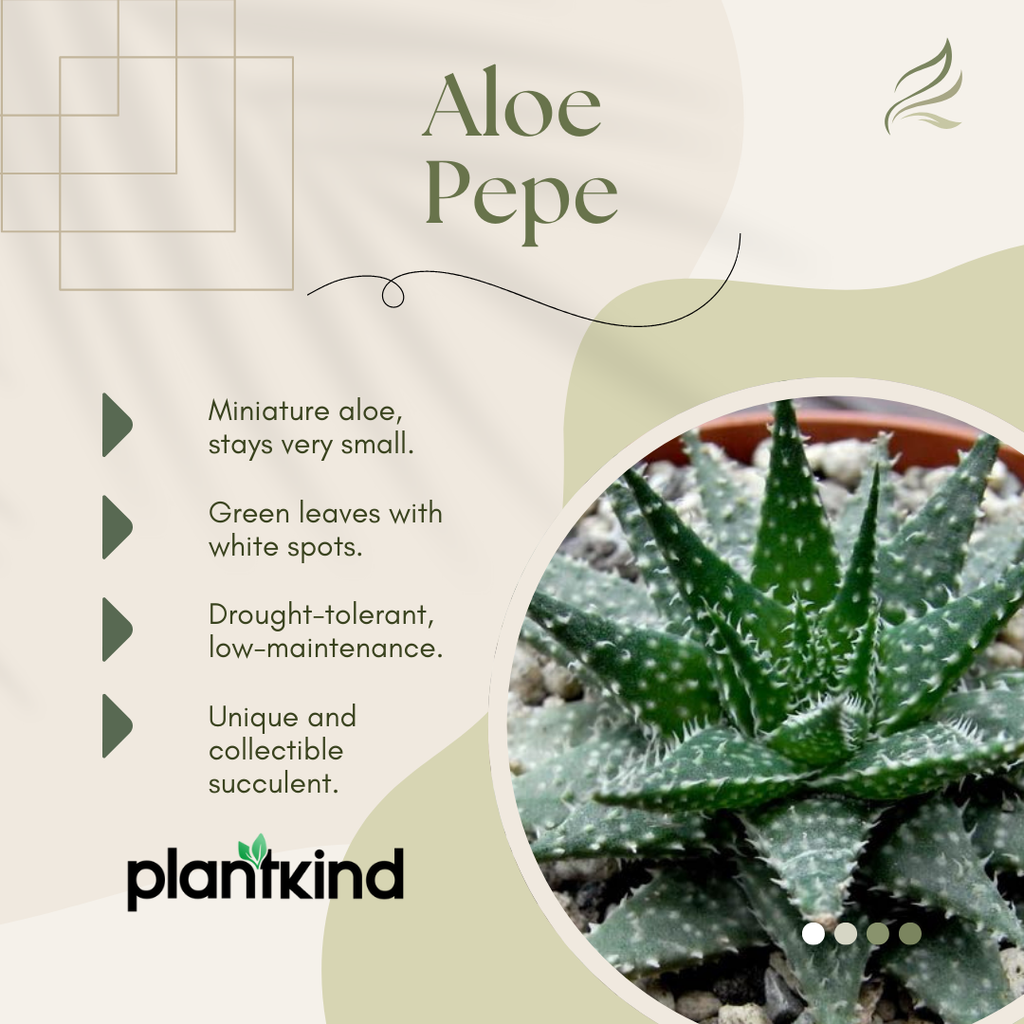 Aloe Pepe | Succulent Plant | Indoor Plant | Pack Of 1