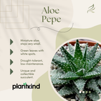 Aloe Pepe | Succulent Plant | Indoor Plant | Pack Of 1