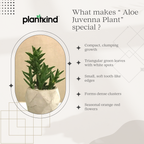 Aloe Juvenna Plant | Air purifying Plant | Indoor Plant | Pack Of 1