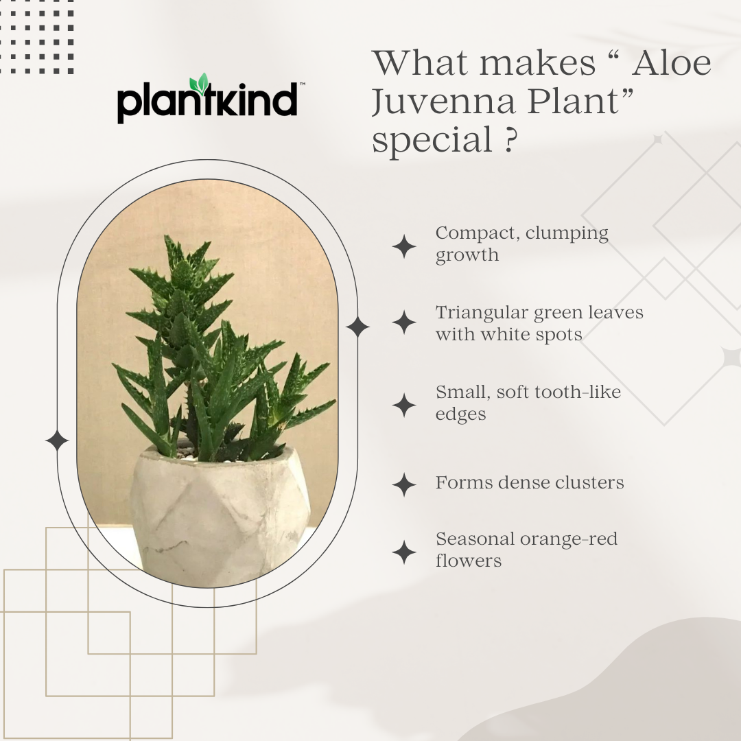 Aloe Juvenna Plant | Air purifying Plant | Indoor Plant | Pack Of 1