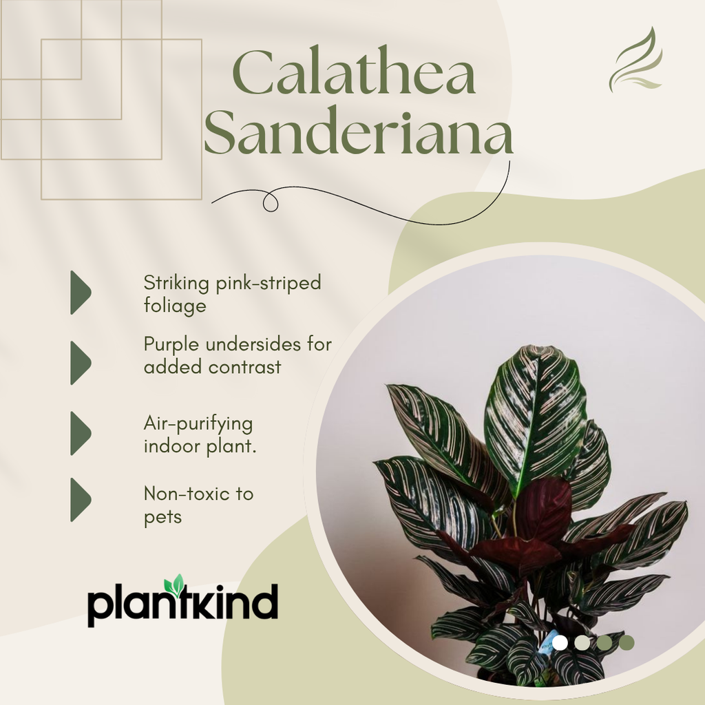 Calathea Sanderiana | Indoor Plants | Indoor Plant | 1 Live Plant