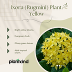 Ixora (Rugmini) Plant - Yellow | Flowering Plant | 1 Live Plant