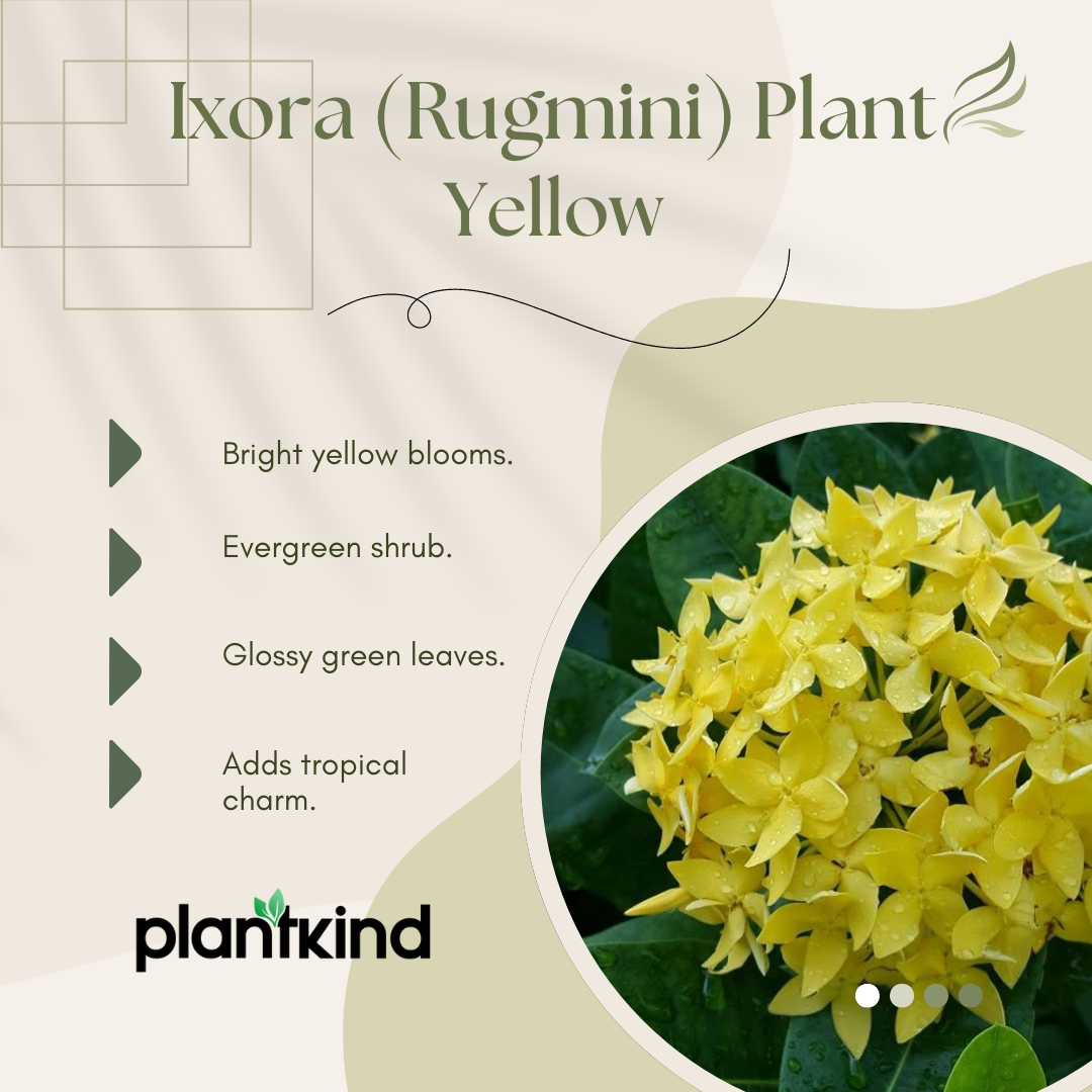 Ixora (Rugmini) Plant - Yellow | Flowering Plant | 1 Live Plant