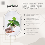 Betel Leaf (Magai Paan) Plant |  Medicinal And Aromatic Plant | Pack of 1